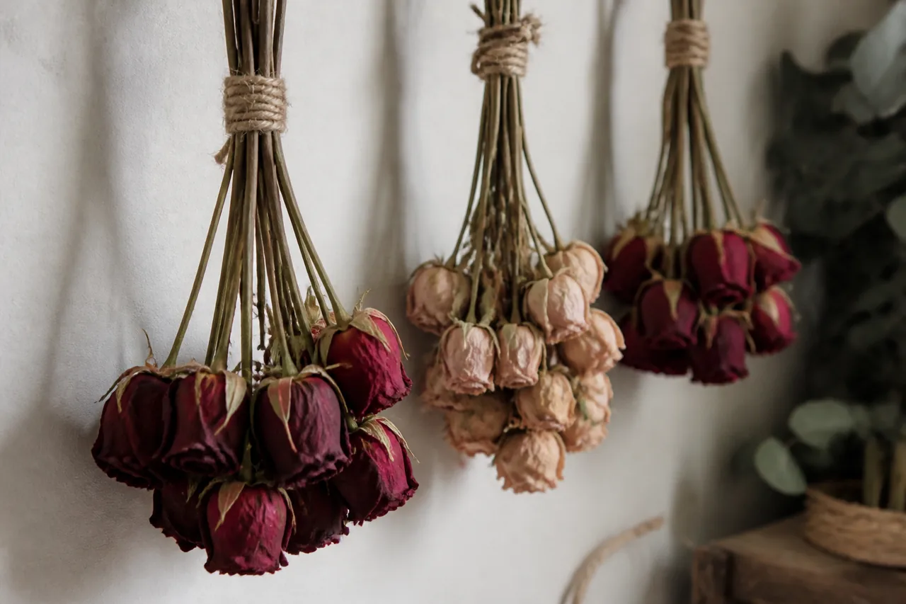 Three bunches of roses hanging upside down and tied with twine, the crimson bunch holding its deep colour while the pink bunch has faded to a pale parchment tone