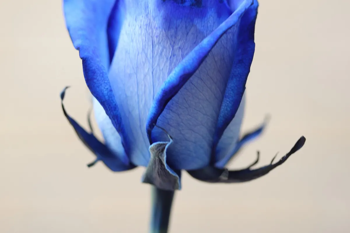 A rose bud dyed bright blue
