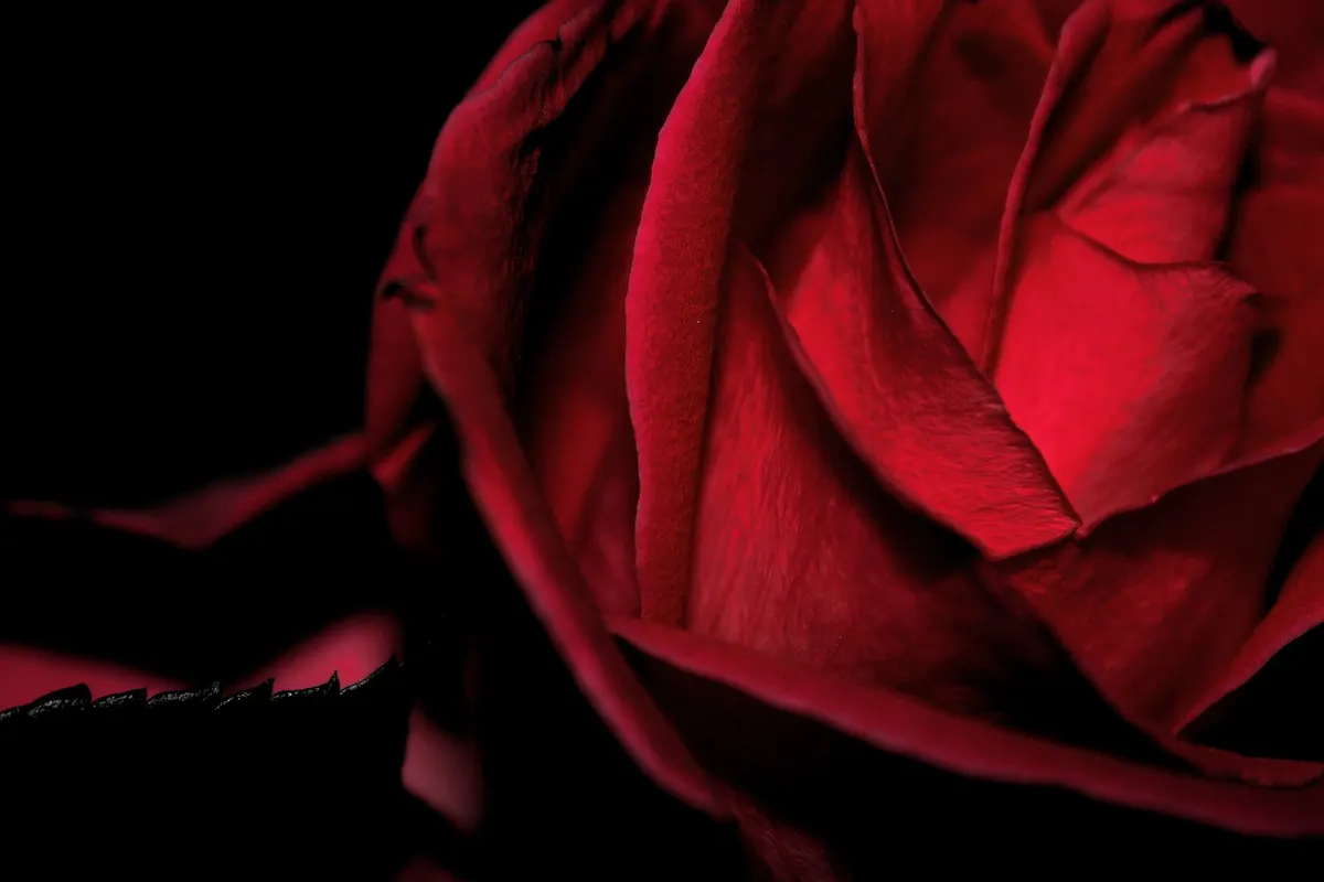 A very dark red rose, petals in deep shadow