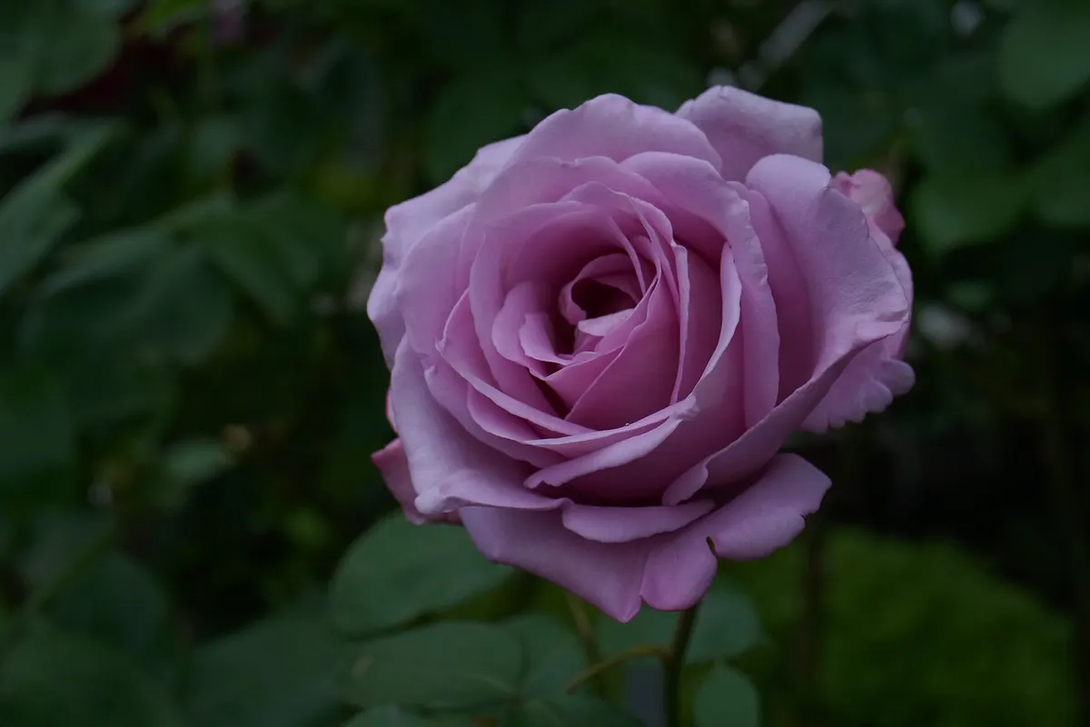 A lilac rose of the variety Blue Moon in a garden