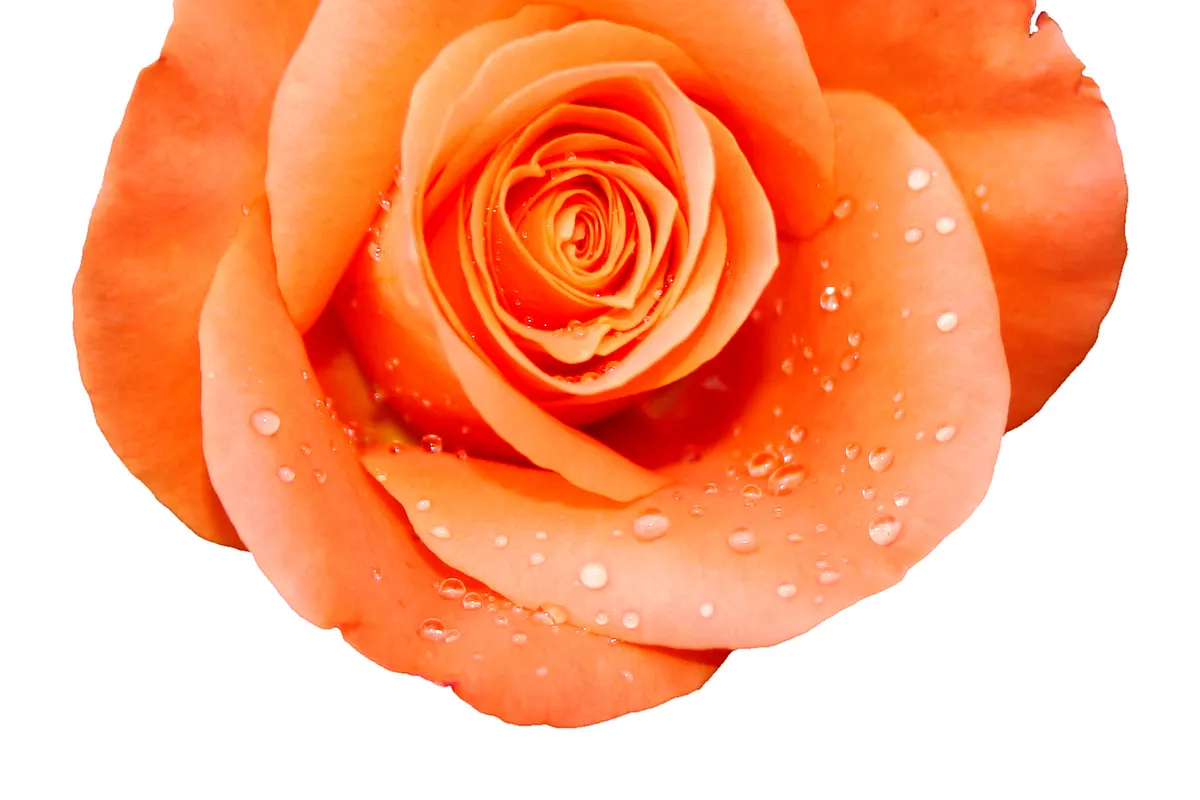 A single orange rose with water droplets on its petals