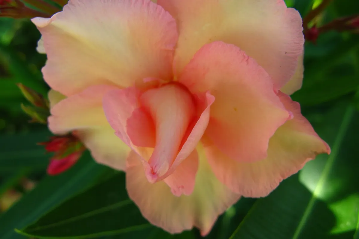 A peach-coloured rose with soft pink edges