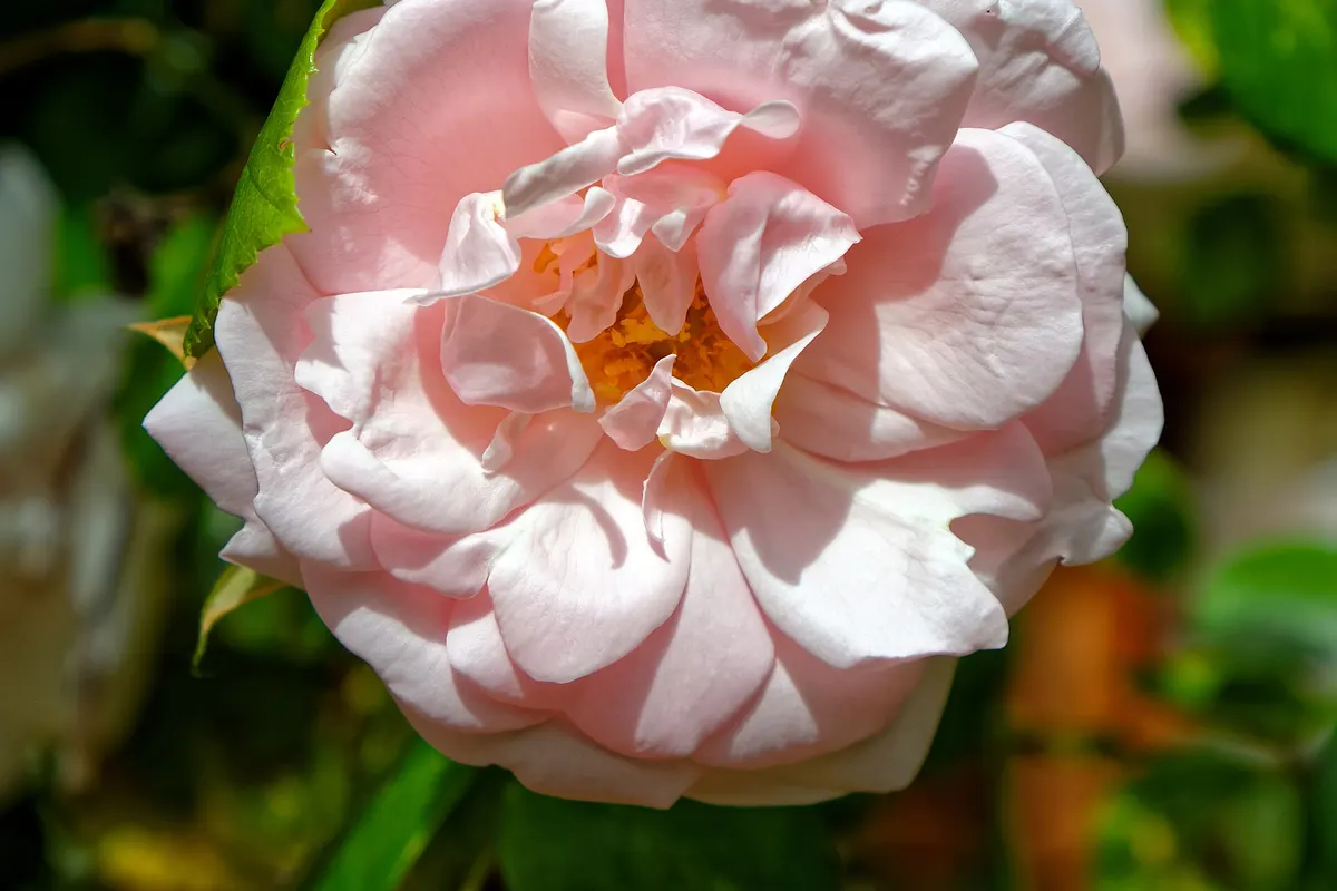 A soft pink climbing rose in full bloom