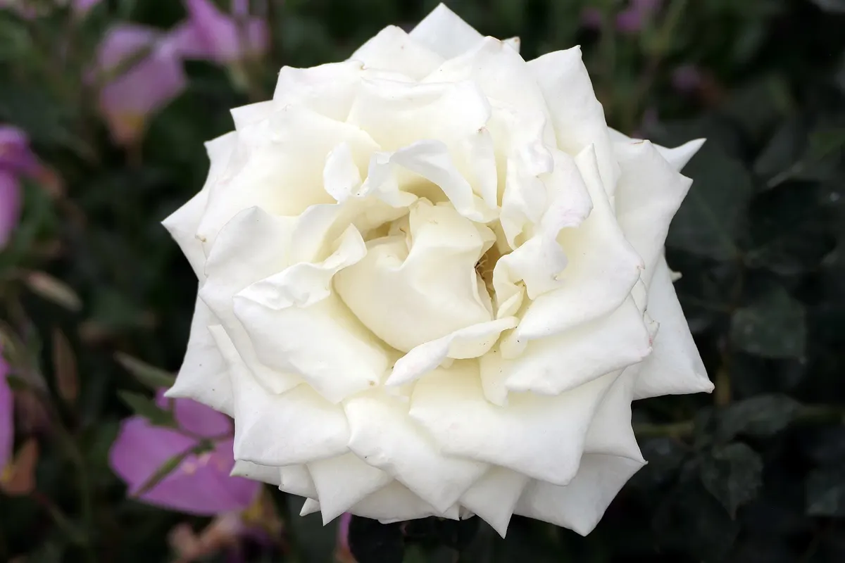 A single fully open white rose against dark leaves