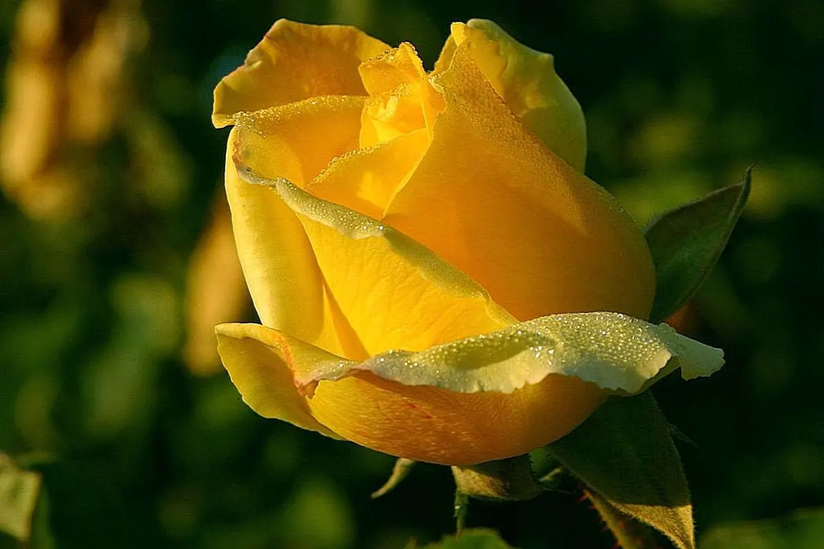 A yellow rose bud opening, close up
