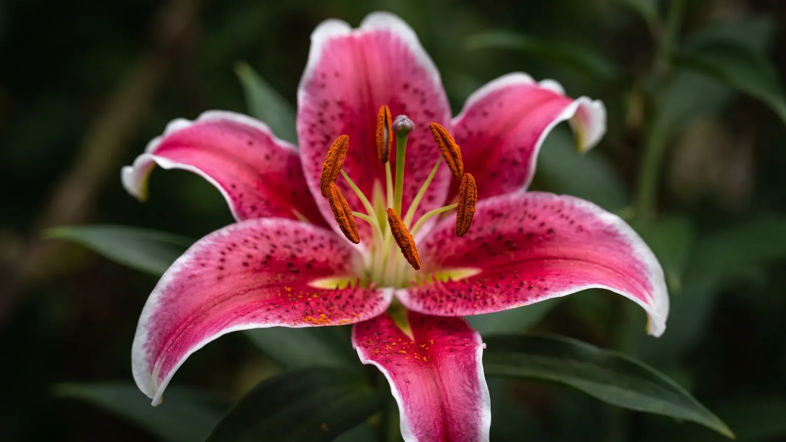 Close-up of a Stargazer lily showing crimson-pink speckled petals with white edges and six prominent rust-orange anthers